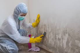 Best Crawl Space Mold Remediation  in USA